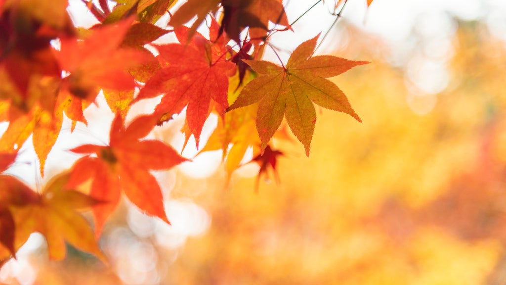 Summery fall warmth continues Thursday in Twin Cities ahead of weekend cooldown — WCCO / CBS Minnesota, Denton Community news