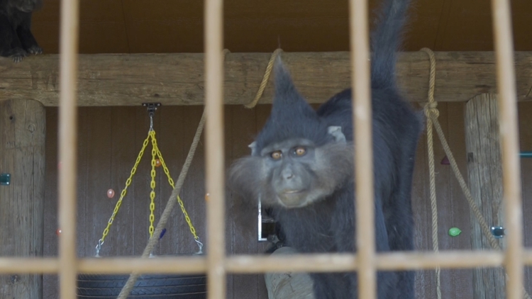 Exclusive look at Big Spring's newest community zoo — NewsWest 9 (Permian Basin), Denton Community news