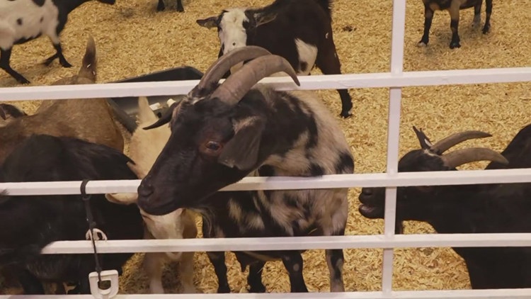 Health officials investigate E. coli cases possibly linked to State Fair of Texas petting zoo — Denton Health news