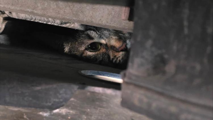 Lewisville firefighters carefully work to rescue a cat trapped inside a Tesla vehicle.