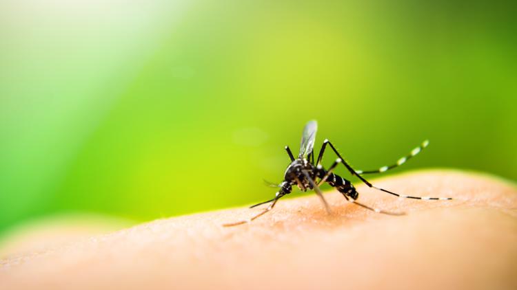 Hillsborough, Pinellas extend states of emergency due to rise in dengue cases — WTSP 10 Tampa Bay, Denton Community news